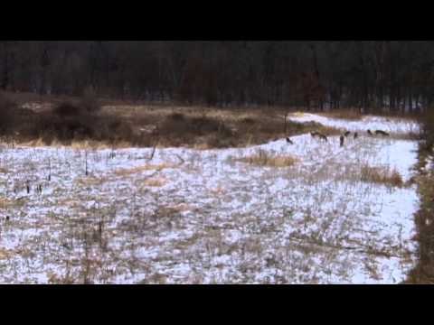 Angler Hunter Television - Stand Out for More Whitetail Deer