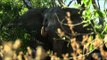 Dallas Safari Clubs Tracks Across Africa - Elephants Everywhere