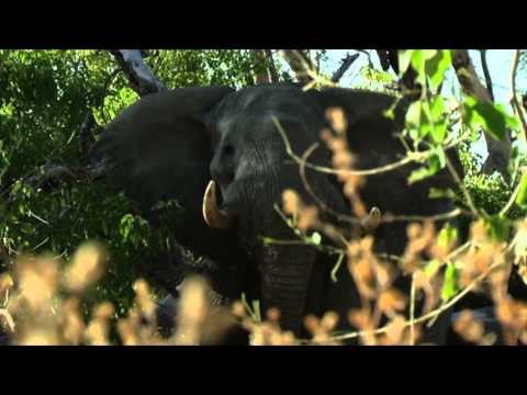 Dallas Safari Clubs Tracks Across Africa - Elephants Everywhere