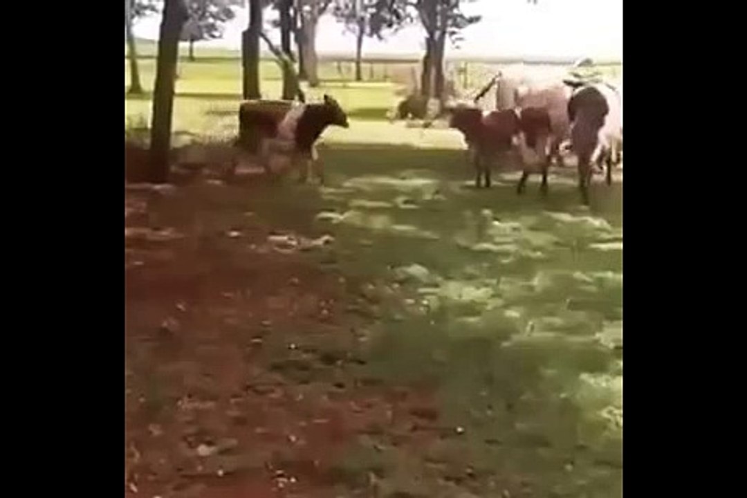 Funny Battle Between Animals