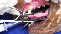 How to Clean the Teeth of Your Dog Like a Professional |Dog How2 Vids|