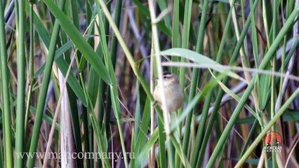 Video about nature- swamp warbler