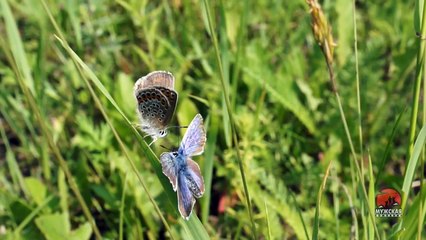 Видео о природе - брачные игры бабочек