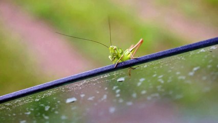 Видео о природе: Кузнечик