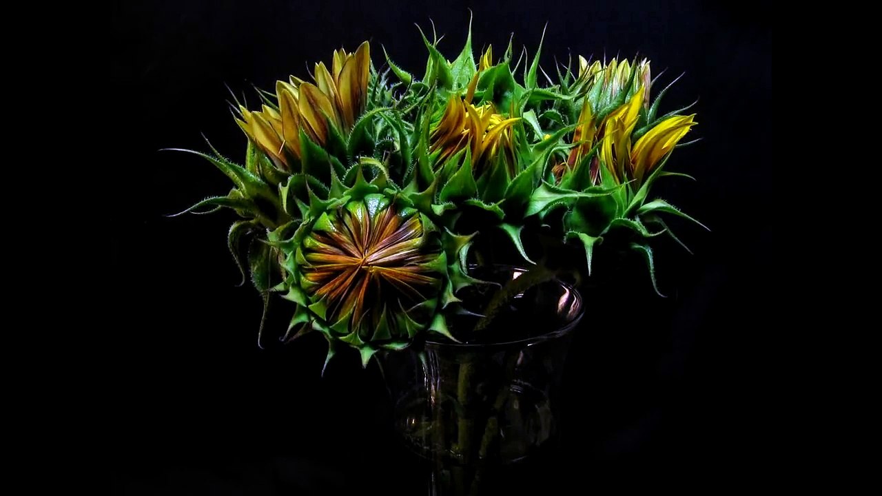Sunflower Blooming Timelapse