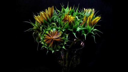 Sunflower Blooming Timelapse