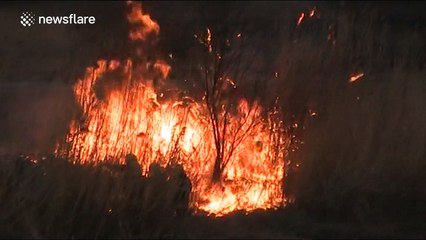 Child playing with fire on Chinese New Year burns down marshland