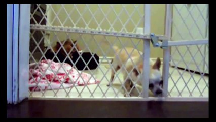 Собака вырвалась на свободу Интересным способом