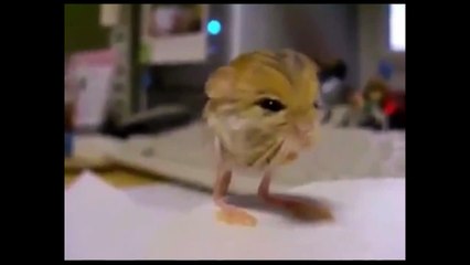 Что это за зверь Неизвестный зверёк