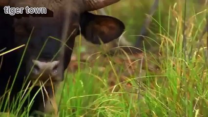 Secrets of Wild Indian Jungles - wild animals crazy life