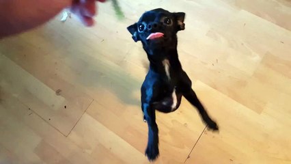 Canada Revenue Agency Scam Message