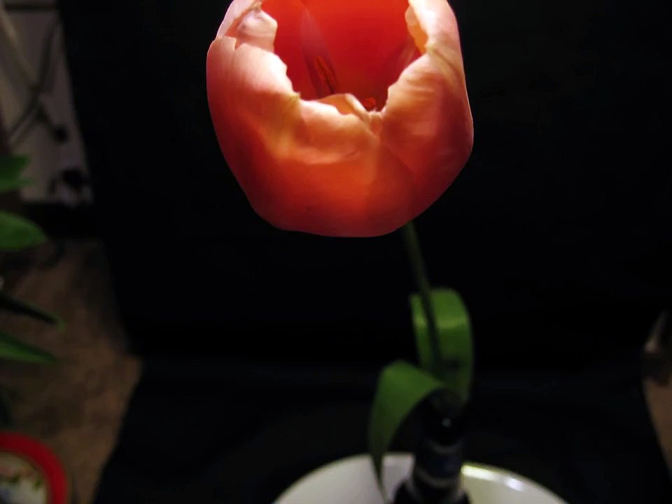 Tulip opening and closing time-lapse