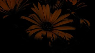 Time-lapse Osteospermum Zion Orange flower