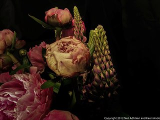 Time-lapse Pink Peonies blooming