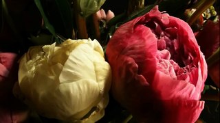 Time-lapse White and pink Peonies blooming