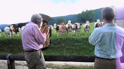 CONCIERTO PARA VACAS (720p)