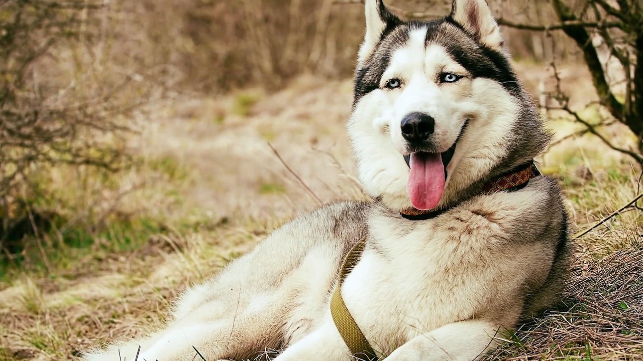 Canicross, la disciplina deportiva que puedes practicar con tu mascota