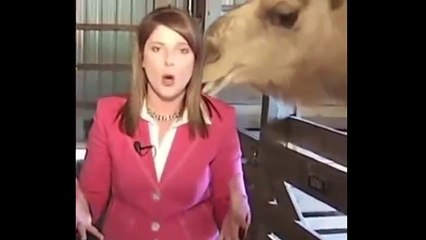 Funniest video | Try Not to Laugh while watching this Funny Videos compalition-2016 (FULL HD)