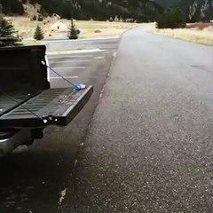 Small Dog.......,Big Dog Jump(Do Watch)!!