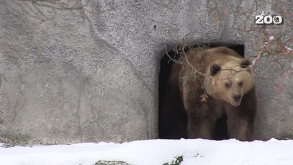 Fin d’hibernation pour ces deux ours du zoo d’Helsinki