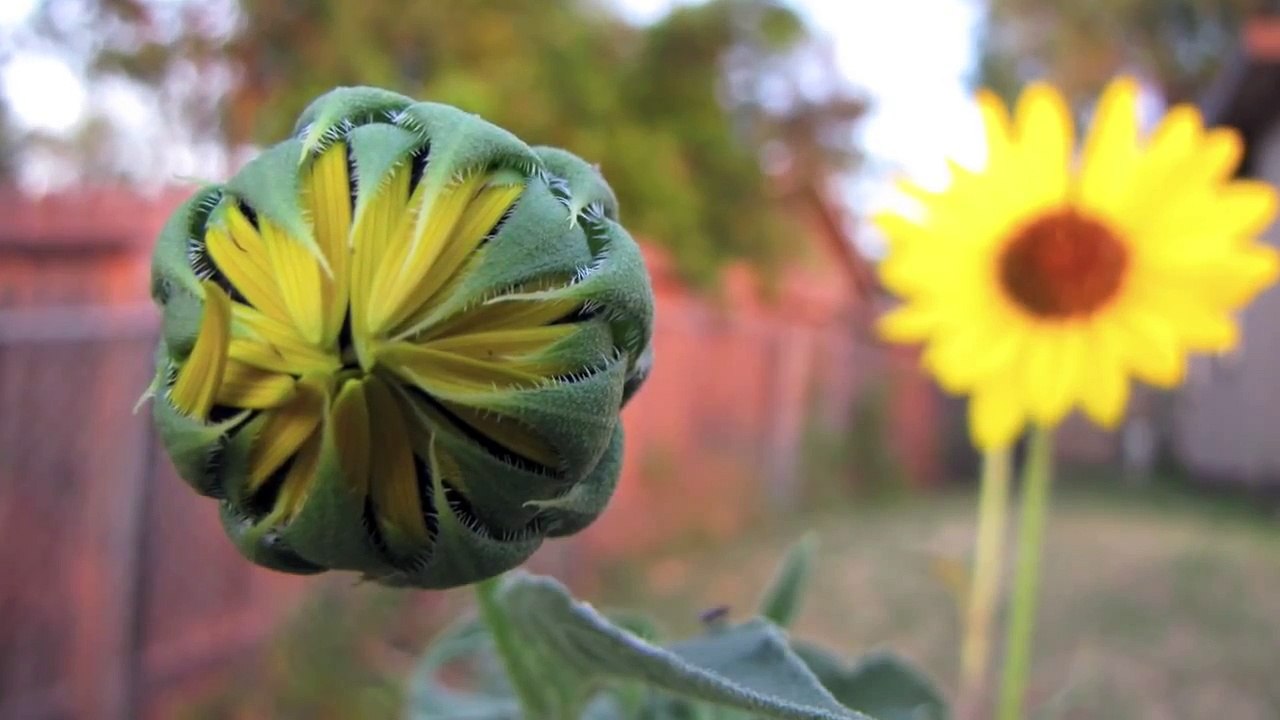 A Tale of Two Flowers