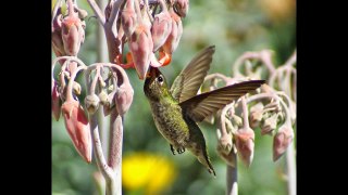 Are Hummingbirds Attracted to Red- Slideshow by Sherry Novak