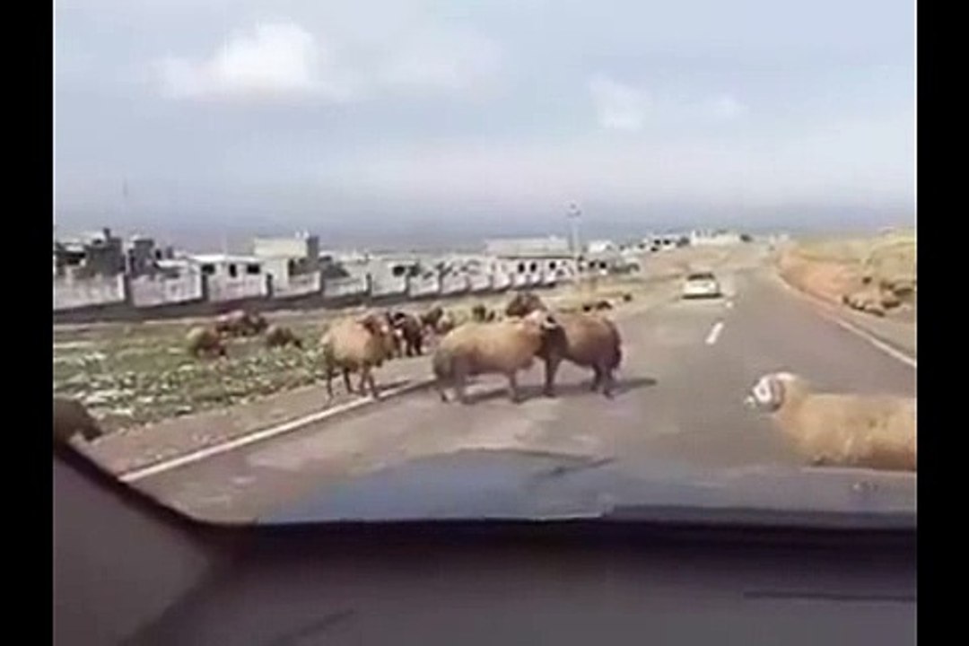 Funny Movements