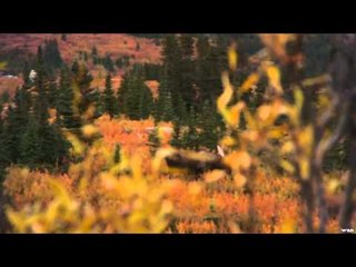 Canada in the Rough  - British Columbia Fly In Moose