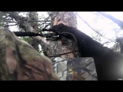 The Bear Whisperer - Bears Attack Part 3