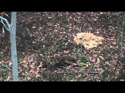 Just Us Hunting - Its Just Good Friendship