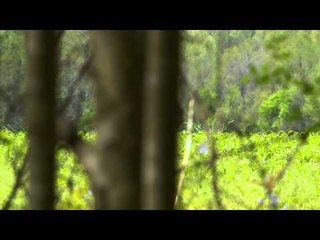 Primos  The Truth About Hunting - Late Season Mississippi Gobblers