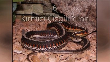 En İlginç 11 Hayvan Çiftleşmesi ve Ritüeli