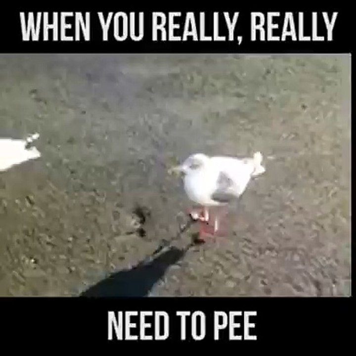 When you really need to pee!