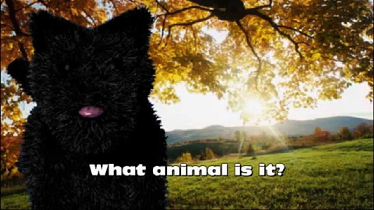 Cat Or Dog