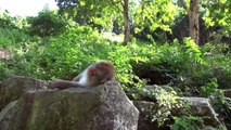 20150224_[4K] 温泉に入る野生のサル「地獄谷野猿公苑」