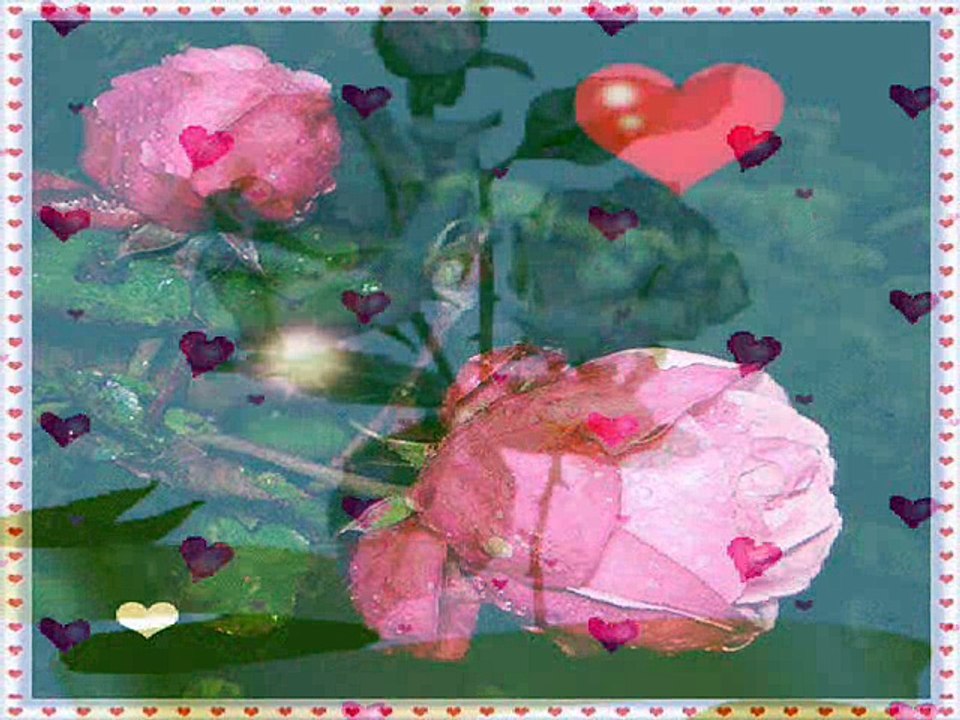 Ciernista róża Damian Holecki