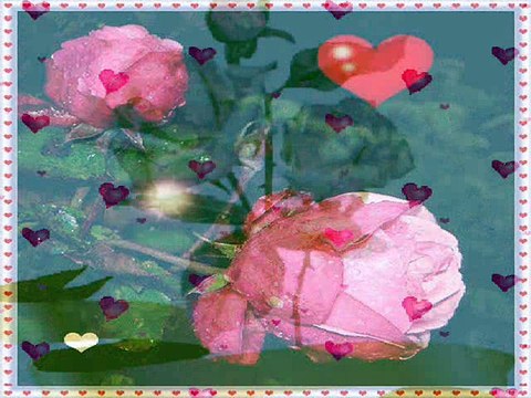 Ciernista róża Damian Holecki