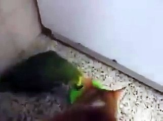 VID-20160126-WA0004.mp4