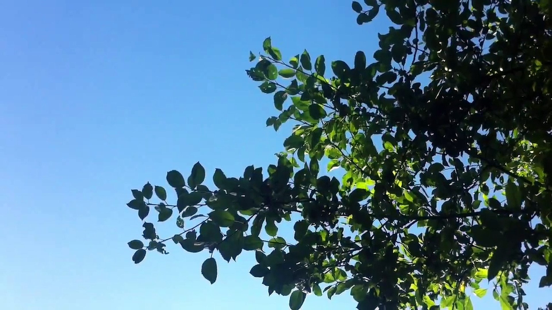 ⁣Sounds of nature in Holland. Birds are singing.