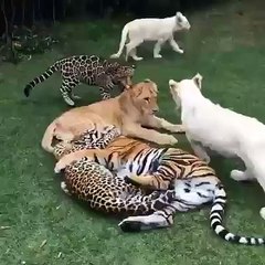 Funny tigers, lions