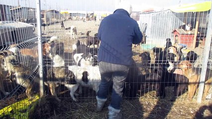 VILLE SHELTER 9.02.2016