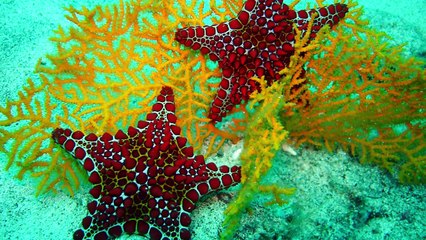 MP-TOP-10 Most Colorful Ocean Creatures!Just Love Their Colors 2016