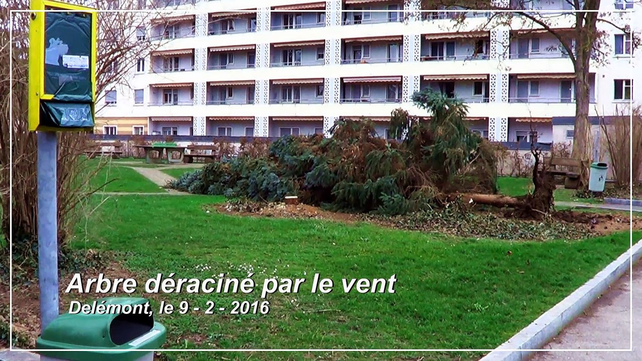 Arbre déraciné par le vent à Delémont