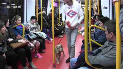Los perros podrán viajar en Metro en Madrid