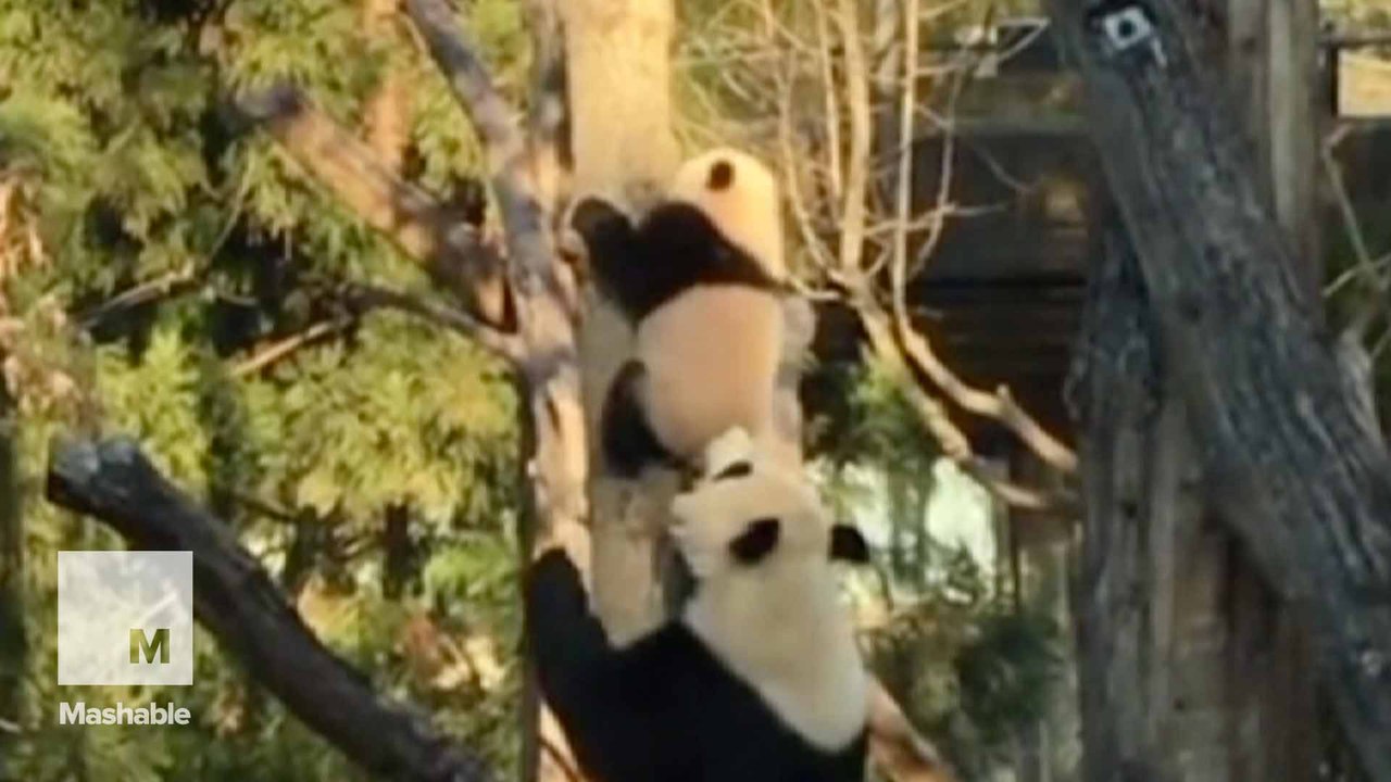 Bei Bei the panda needed mom's help getting down from a tree