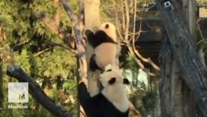 Bei Bei the panda needed mom's help getting down from a tree