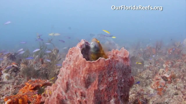 Our Florida Reefs Community Meetings 2016
