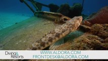 World's Best Diving & Resorts: Aldora Divers