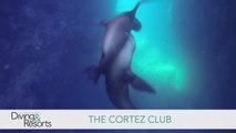 World's Best Diving & Resorts: The Cortez Club