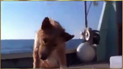 persahabatan lumba lumba dan seekor anjing menyentuh hati